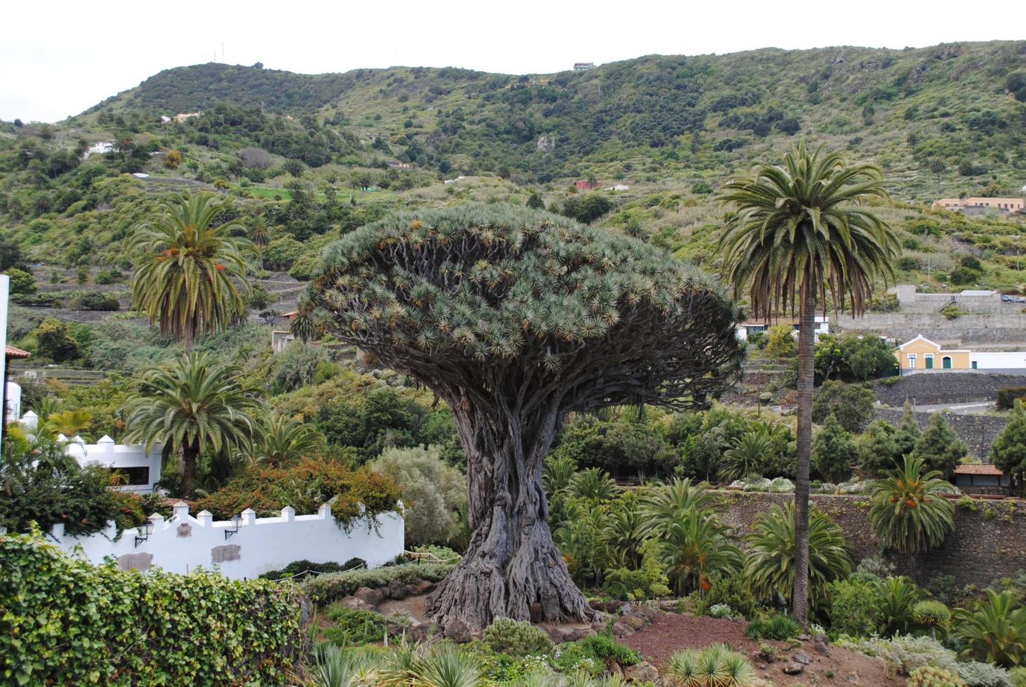 Finca Los Loros Icod De Los Vinos By Hrtenerife Net سانتا كروز دي تينيريف المظهر الخارجي الصورة